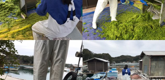 アオサの収穫、始まってます💪