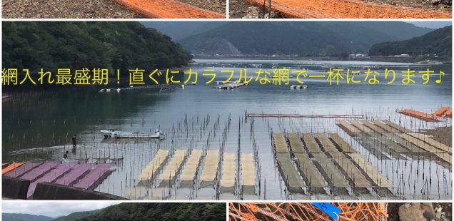 アオサã®ç¨®ä»˜ã‘å§‹ã¾ã‚Šã¾ã—ãŸã€œâ—ï¸